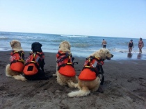 I cani bagnino in servizio sulla spiaggia di Pescia Romana